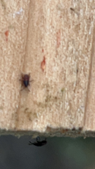 Oxycarenus lavaterae