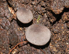 Lycoperdon subincarnatum