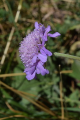 Scabiosa velenovskiana