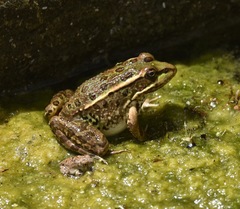 Lithobates onca