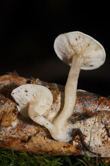 Clitocybe semiocculta