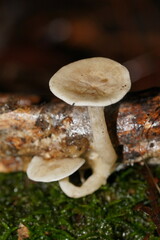 Clitocybe semiocculta