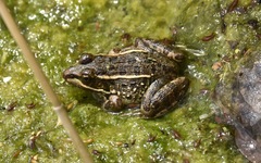 Lithobates onca
