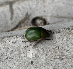 Anomala albopilosa albopilosa