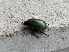 Anomala albopilosa albopilosa