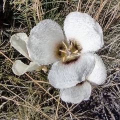 Calochortus howellii