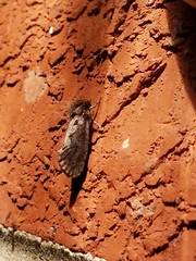 Acrolophus popeanella