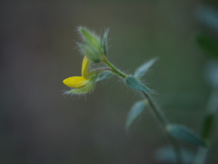 Crotalaria calycina