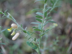 Crotalaria calycina