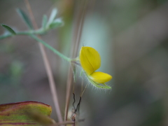 Crotalaria calycina