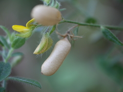 Crotalaria calycina
