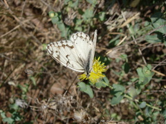 Klasea cerinthifolia