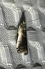 Acrobasis tumidulella