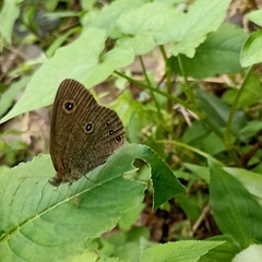 Ypthima nikaea