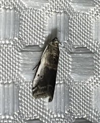 Acrobasis tumidulella