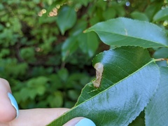 Parornix geminatella