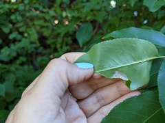 Parornix geminatella