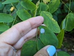 Macrosaccus robiniella
