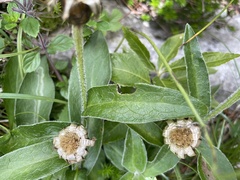 Aster bellidiastrum