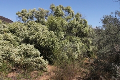 Melaleuca dissitiflora
