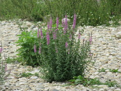 Lythrum salicaria