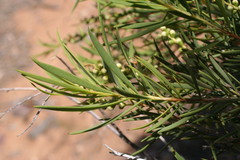 Melaleuca dissitiflora