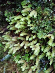 Schistochila nobilis