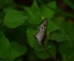 Ypthima huebneri