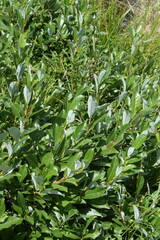 Salix glabra