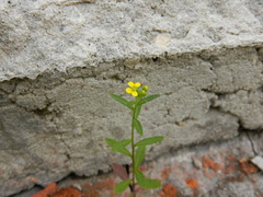 Erysimum cheiranthoides