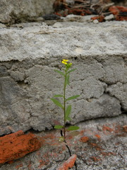 Erysimum cheiranthoides