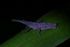 Desmoptera truncatipennis