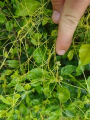 Cuscuta