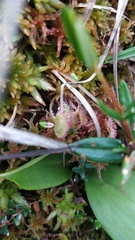 Drosera rotundifolia