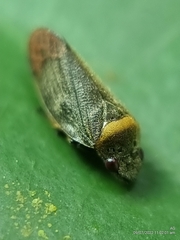 Eoscarta roseinervis