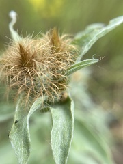Centaurea trichocephala