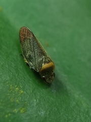 Eoscarta roseinervis