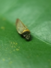 Eoscarta roseinervis