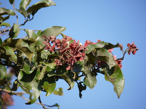 Terminalia paniculata (Terminalia paniculata)
