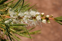 Melaleuca dissitiflora
