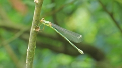 Chalcolestes viridis