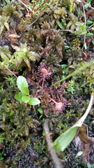 Drosera rotundifolia