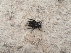 Clinterocera mandarina