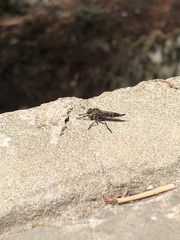Asilinae