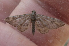 Gymnoscelis rufifasciata