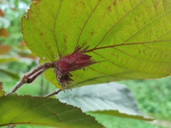 Corylus sieboldiana mandshurica