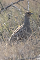 Ortygornis pondicerianus