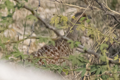 Ortygornis pondicerianus