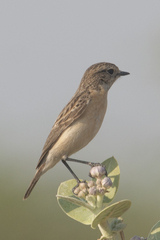 Saxicola maurus