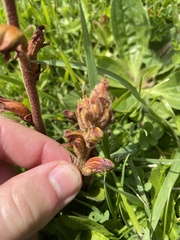 Orobanche gracilis